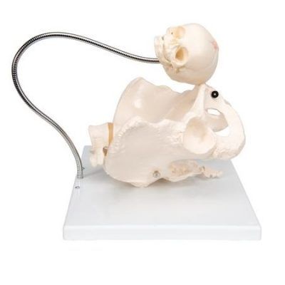 MODELO DE PELVIS DE DEMOSTRACION DE PARTO 3 PARTES 1000334 [L30] 3BSCIENTIFIC