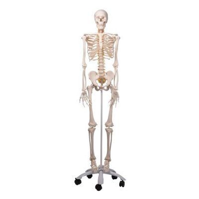 ESQUELETO FLEXIBLE EN SOPORTE PELVICO FRED A15 3B SMART