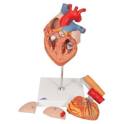 MODELO DE CORAZON CON ESOFAGO Y TRAQUEA G13 3B SMART ANATOMY