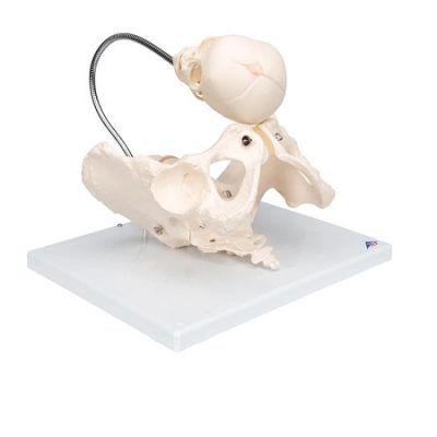 MODELO DE PELVIS DE DEMOSTRACION DE PARTO L30 3BSCIENTIFIC
