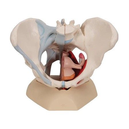 Modelo de Pelvis Femenina con Ligamentos Musculos y Organos H20-3 3b Smart Anatomy 1 MODELO DE PELVIS FEMENINA CON LIGAMENTOS MUSCULOS Y ORGANOS H20-3 3B SMART ANATOMY