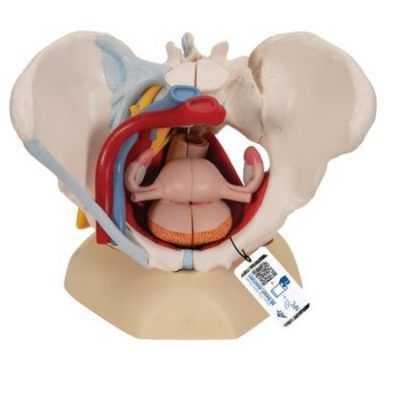 MODELO DE PELVIS FEMENINA CON LIGAMENTOS PISO PELVICO Y ORGANOS 3BSCIENTIFIC