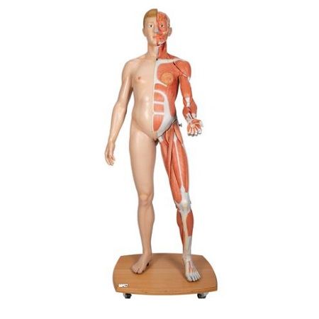 MANIQUI FIGURA HUMANA DE DOBLE SEXO A TAMAÑO REAL B53 1000209 NASCO