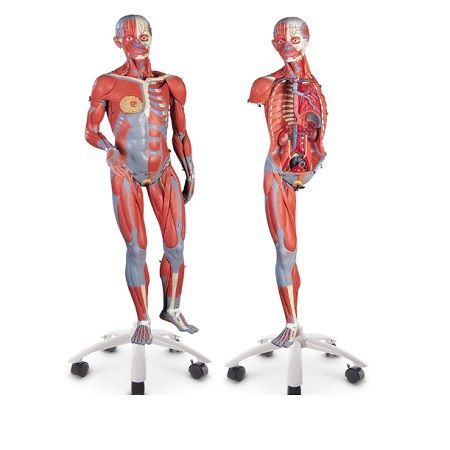 MANIQUI MUSCULOSO DE LUJO DE DOBLE SEXO 45 PARTES SB41424 NASCO
