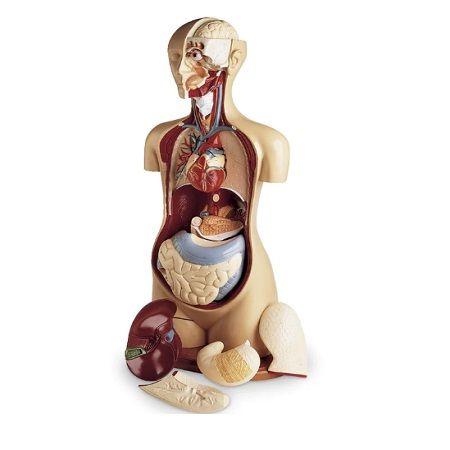 MANIQUI TORSO DE ENSEÑANZA BASICA KNOWBODY SB19111 NASCO