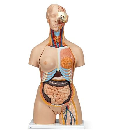 MANIQUI TORSO DE LUJO DE DOS SEXOS CON CUELLO Y ESPALDA ABIERTOS SB41422 NASCO