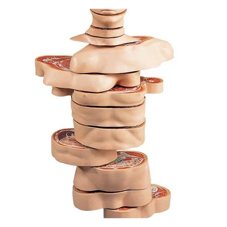 MODELO DE TORSO DE RESONANCIA MAGNETICA 15 SECCIONES TRANSVERSALES SB41443 NASCO