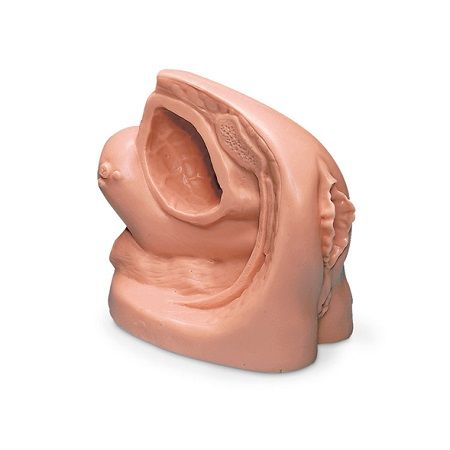 MANIQUI MODELO DE CATETER FEMENINO LIFE FORM LF01151 NASCO