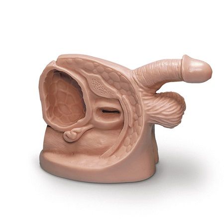 MANIQUI MODELO DE CATETER MASCULINO LIFE FORM LF01150 NASCO