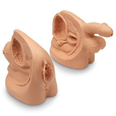 MANIQUI MODELOS DE CATETER MASCULINO Y FEMENINO LIFE FORM LF001152 NASCO