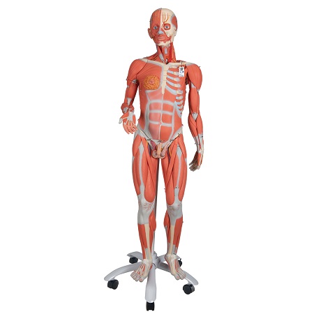 FIGURA MUSCULAR DE LUJO DE DOBLE SEXO 45 PARTES B50 1013881B50 3B SCIENTIFIC