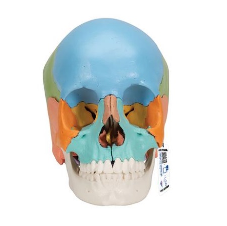 MODELO DE CRANEO HUMANO ADULTO BEAUCHENE 1023540A291 3B SCIENTIFIC