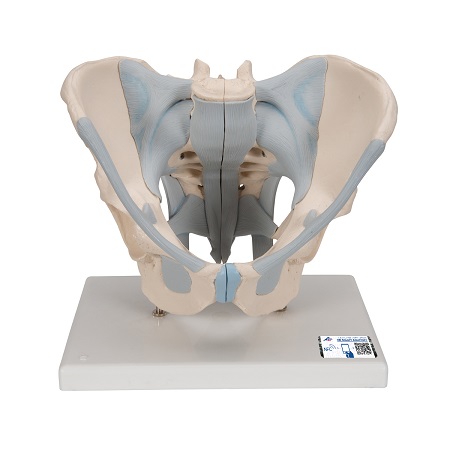 MODELO DE ESQUELETO DE PELVIS MASCULINO HUMANO CON LIGAMENTOS 1013281 3B SMART ANATOMY