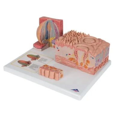 Modelo anatomico de lengua 3BS-1000247 3B Scientific