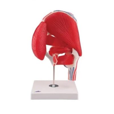 Modelo de articulación de cadera humana con músculos extraíbles 7 piezas 3BS-1000177 3B Scientific