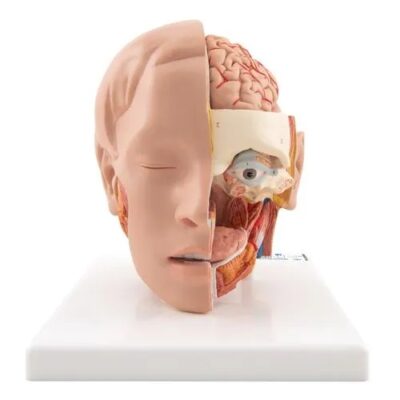 Modelo de la cabeza 6 piezas 3BS-1000217 3B Scientific
