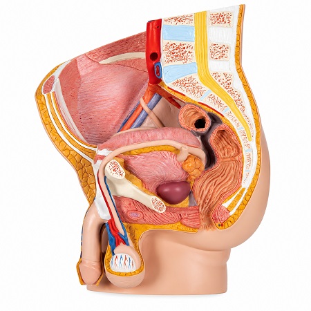 Modelo de Pelvis masculina 2 piezas 3BS-1000282 3B Scientific 1 Modelo de Pelvis masculina 2 piezas 3BS-1000282 3B Scientific