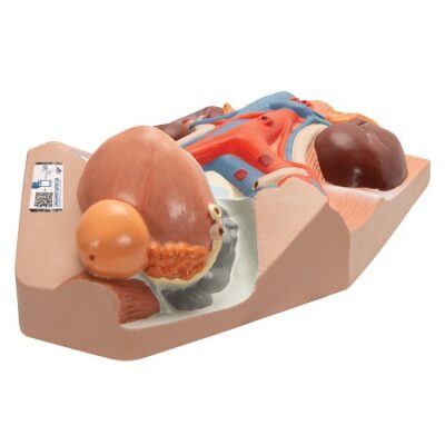 Modelo de Sistema Urinario masculino 3BS-1008551 3B Scientific