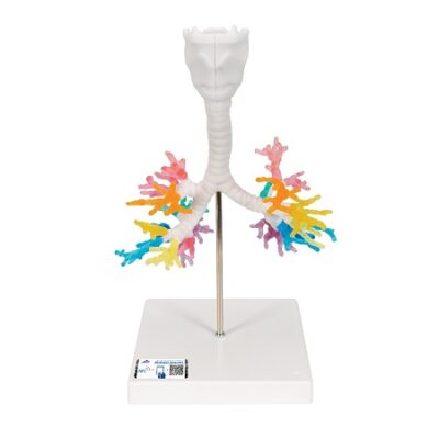 Modelo de árbol bronquial por TC con laringe 3BS-1000274 3B Scientific