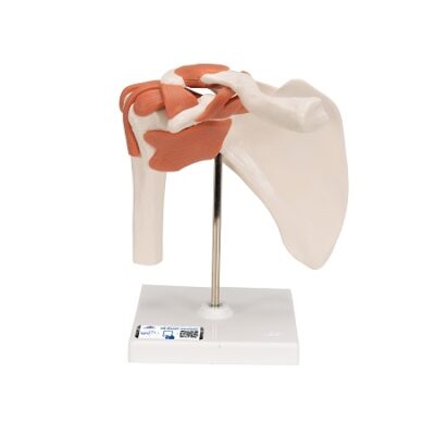 Modelo de articulación del hombro de trabajo 3BS-1000159 3B Scientific