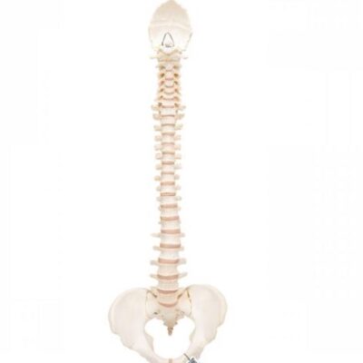 Modelo de columna vertebral humana similar al hueso 3BS-1000157 3B Scientific