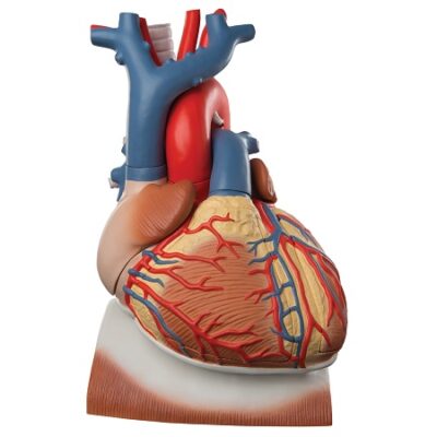 Modelo de corazón y diafragma, 3 veces el tamaño real, 10 piezas 3BS-1008547 3B Scientific