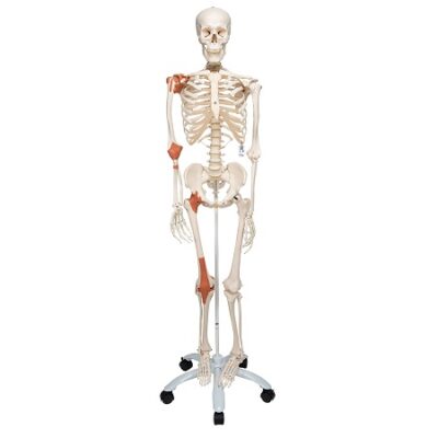 Modelo de esqueleto humano Leo con ligamentos 3BS-1020175 [A12] 3B Scientific