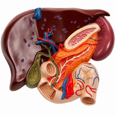 Modelo de hígado con vesícula biliar páncreas y duodeno 3BS-1008550 3B Scientific