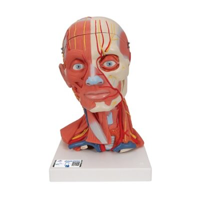 Modelo de musculatura de cabeza y cuello, 5 partes 3BS-1000214 3B Scientific
