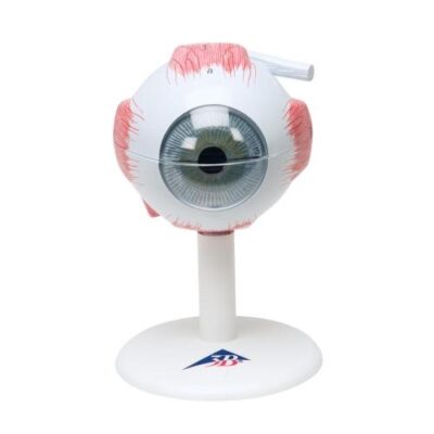 Modelo de ojo humano, 3 veces tamaño real, 6 partes 3BS-1000259 3B Scientific