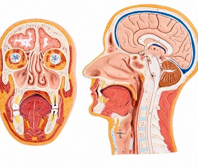 Modelo de sección media y frontal de la cabeza humana 3BS-1022187 3B Scientific