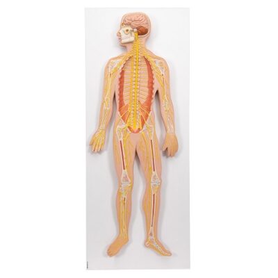 Modelo del sistema nervioso 1/2 de su tamaño natural Smart Anatomy 3BS-1000231 3B Scientific