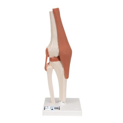 Modelo funcional de articulación de rodilla humana con ligamentos 3BS-1000163 3B Scientific